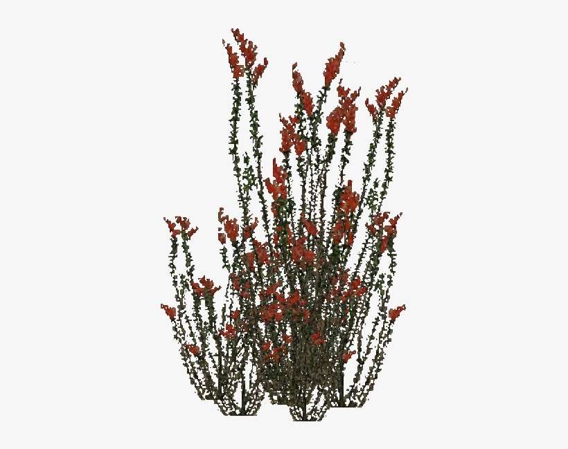 Ocotillo Bush - Ocotillo Plant Png, transparent png download