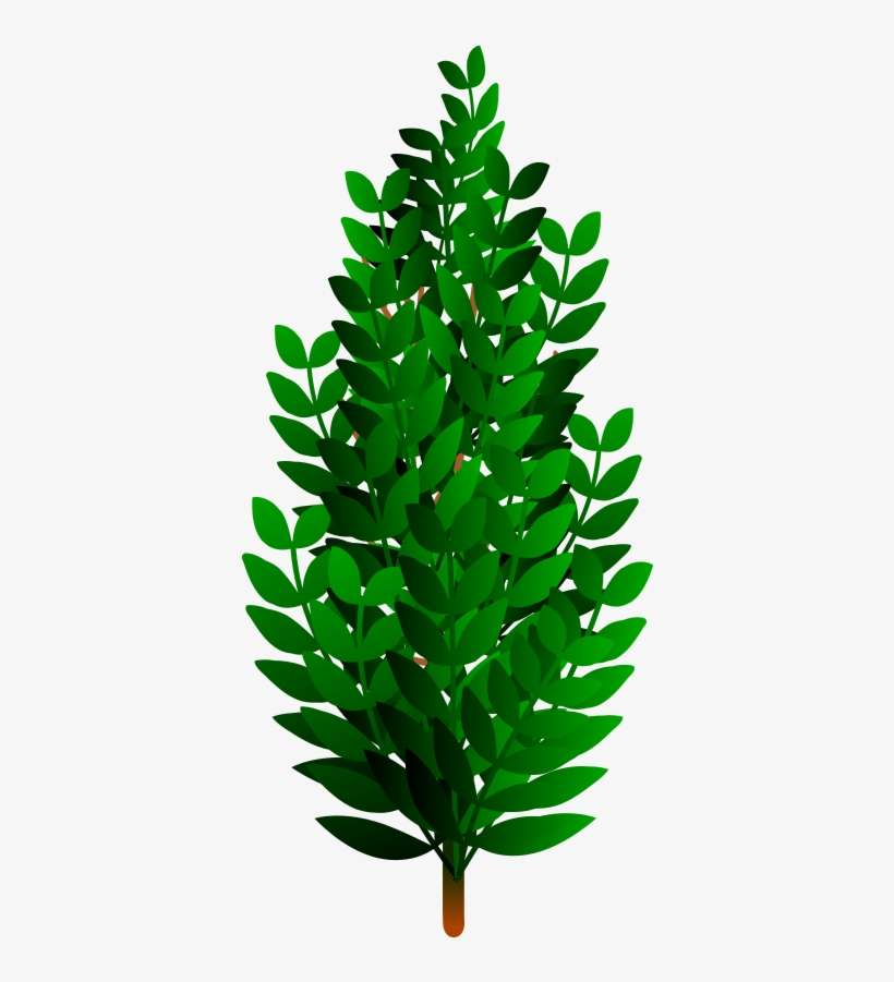 Leaf Plants Transpiration Plant Stem Shrub - Transpiration Clip, transparent png download