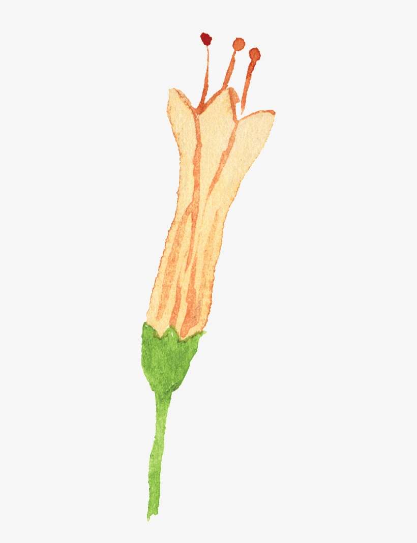 Flowery Transparent - Watercolor Painting, transparent png download