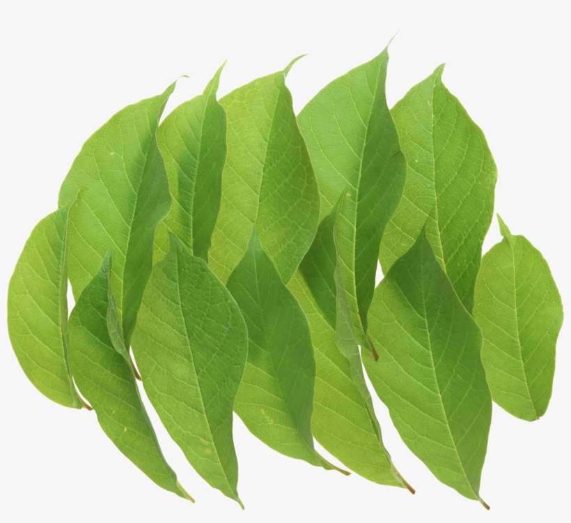Green Leaves Png Image - Portable Network Graphics, transparent png download