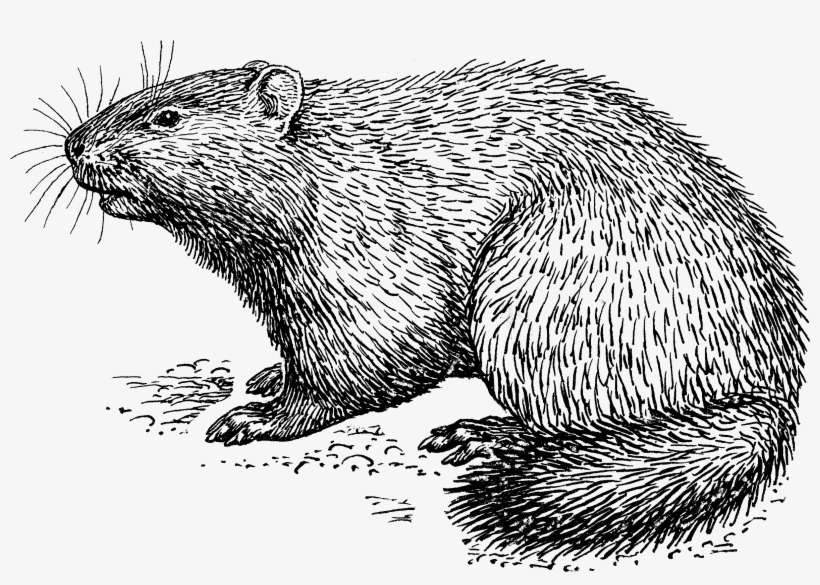 Groundhog Drawing Black And White - Woodchuck Drawing, transparent png download