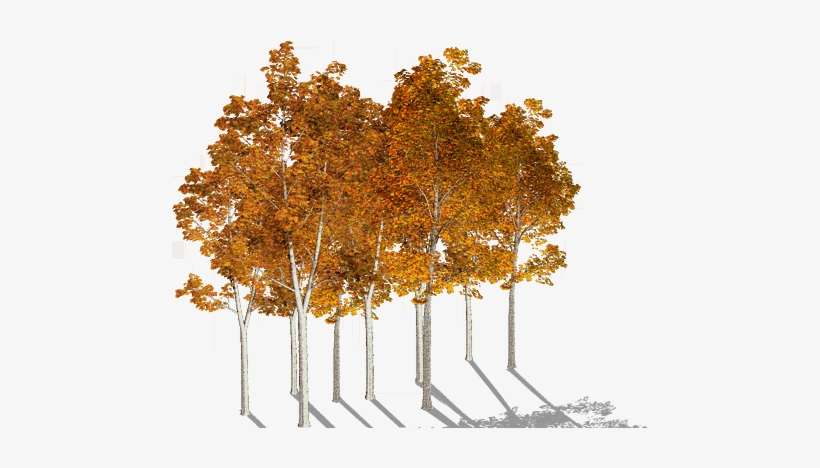 Paradiso Autumn Trees Or8 - Birch, transparent png download
