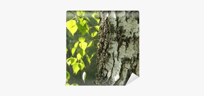 Birch Or Aspen, transparent png download