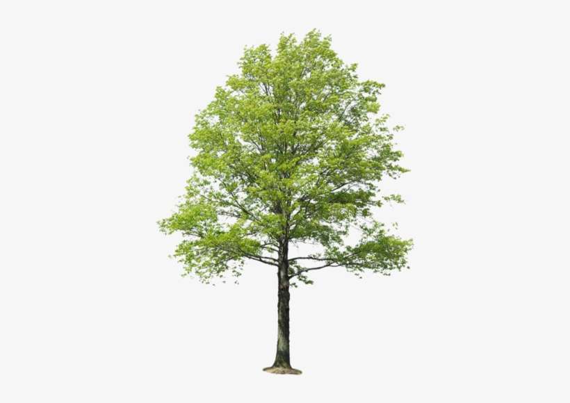 Trees Set - Arboles Png Para Renders, transparent png download