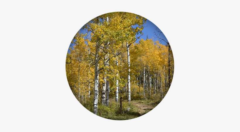 Birch Trees - Birch, transparent png download