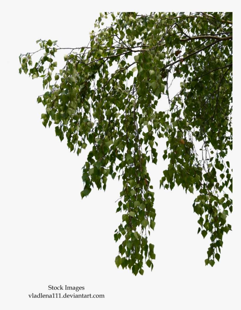 File Size - Tree, transparent png download