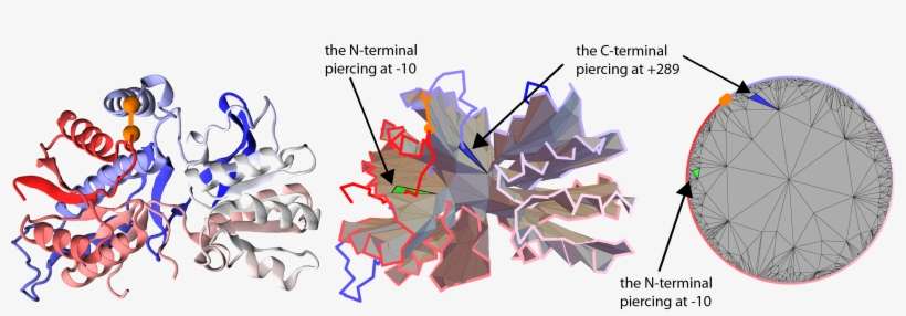 1 Glutamate Receptor With Pdb Code 3om0 In Its Cartoon - Graphic Design, transparent png download