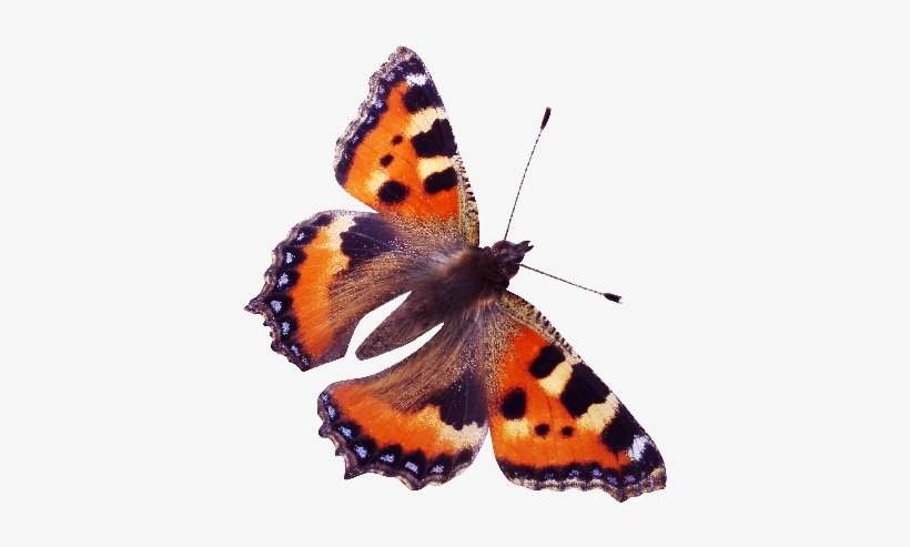 Red Admiral Butterfly Png, transparent png download