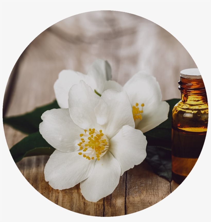 Jasmine Oil, transparent png download