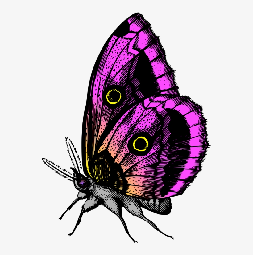 Monarch Butterfly Brush-footed Butterflies Insect Animal - Butterfly Png Images Hd, transparent png download
