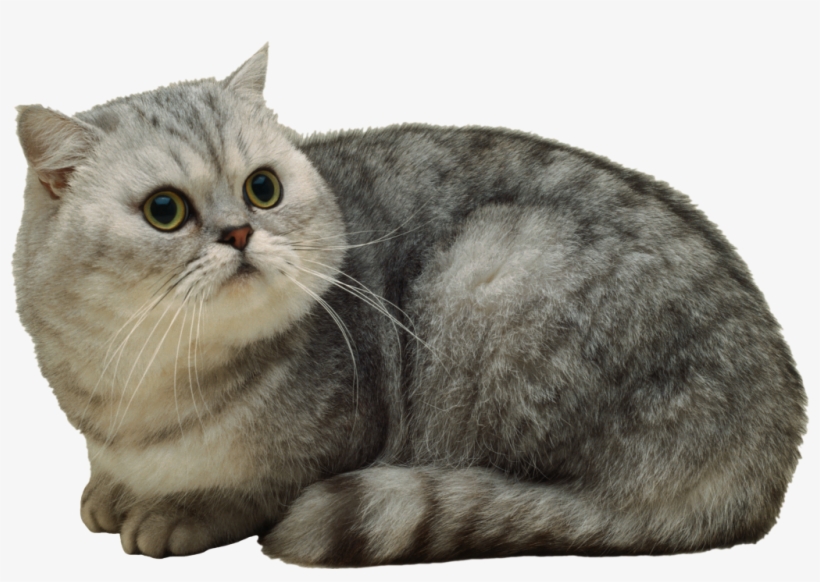 [javascript] Tvch Pastebin Com PNG Image Transparent PNG Free