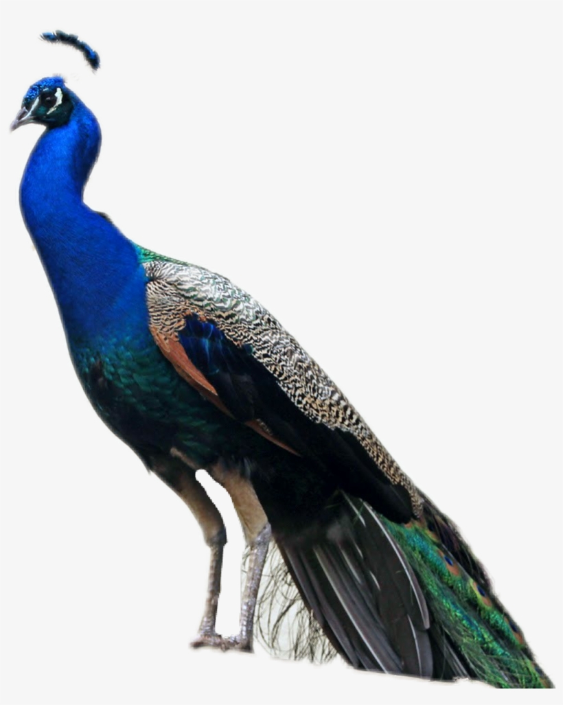 Peafowl, transparent png download