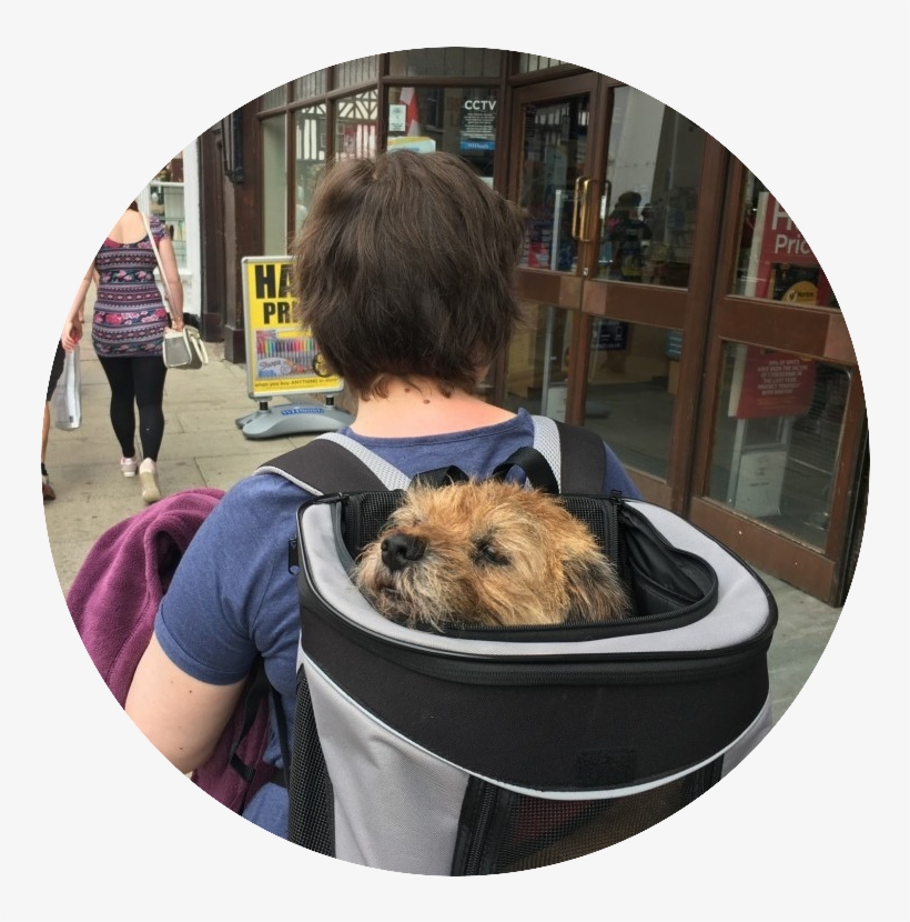 Indy Taking A Break From Walking In Stratford Upon - Australian Terrier, transparent png download