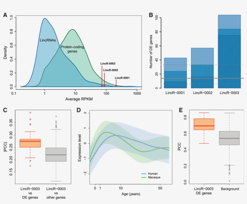 Expression Level Distributions Of Protein Coding Genes - Diagram, transparent png download