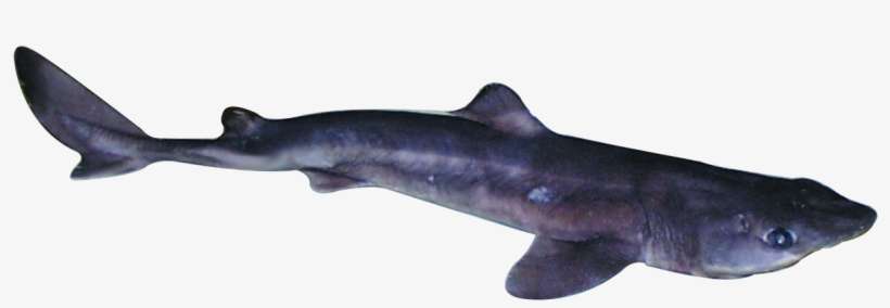 Loading Zoom - Shark, transparent png download