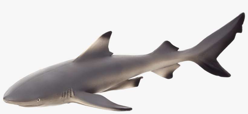 Sealife - Blacktip Reef Shark Png, transparent png download