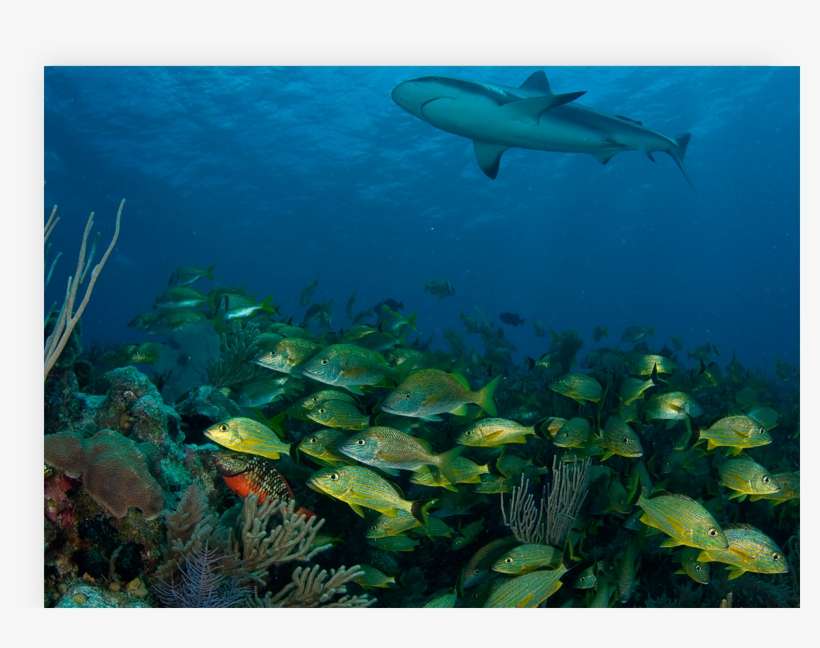 Chrome Ipad - Cuba Gardens Of The Queen Diving, transparent png download