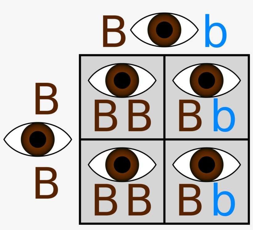 Drosophila Eye Color Punnett Square - Eye Color Photos