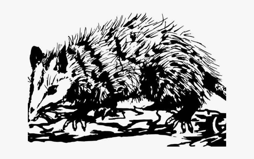 Opossum Clipart Transparent - Common Ringtail Possum, transparent png download