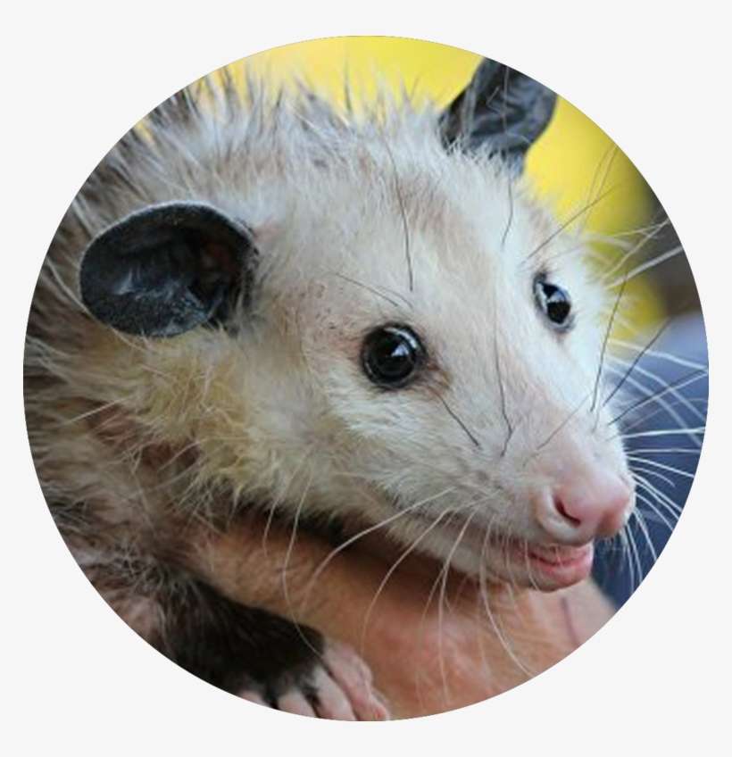 Cleveland Browns Rally Possum, transparent png download