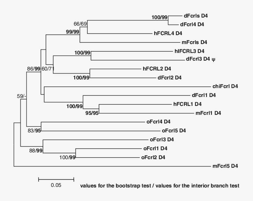 Nj Tree Of The Human , Mouse (m), Dog (d), Opossum - Number, transparent png download