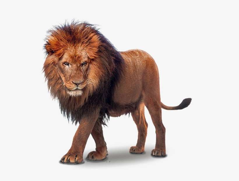 African Lion Png File - Turk King, transparent png download