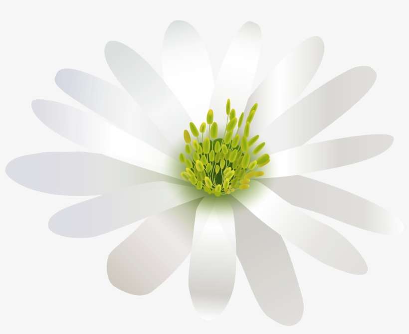 Flower White Transparent Png Clip Art Image - African Daisy, transparent png download