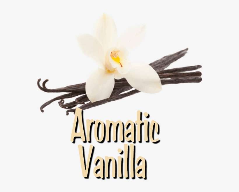 Jg Group - Vanilla - Moth Orchid, transparent png download