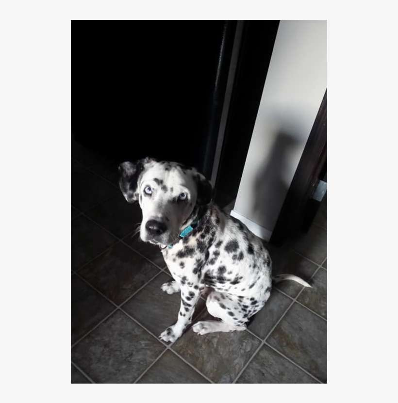Pongo Adopted Into A Forever Home - Dalmatian, transparent png download