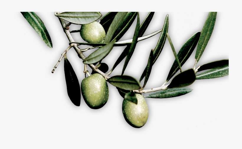Olive, transparent png download