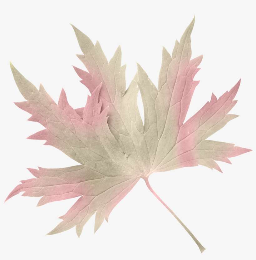 Mis Laminas Para Decoupage Fall Flowers, Autumn Leaves - Maple Leaf, transparent png download