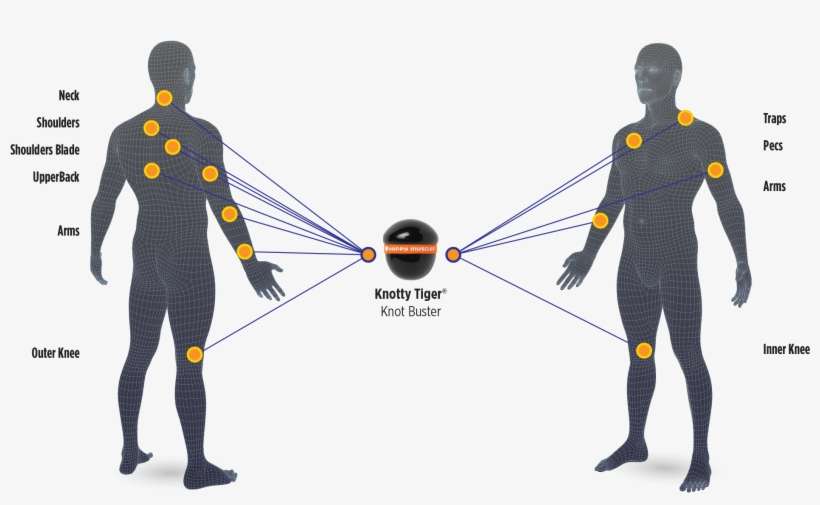 75” Massage Surface With 3 Trigger Point Curves - Hip Massage Ball, transparent png download