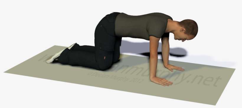 What To Do - Bird Dog Exercise Arms Only, transparent png download