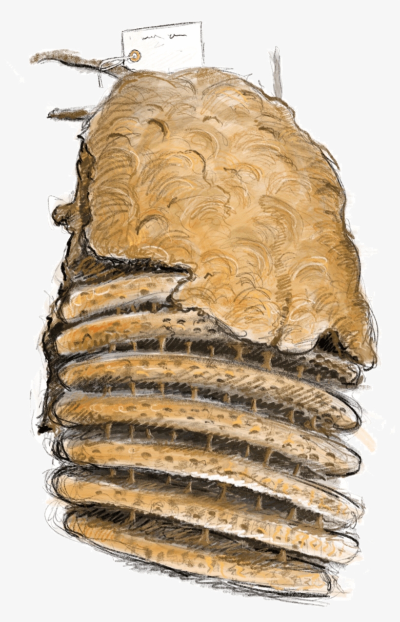 Asian Hornet's Nest - Illustration, transparent png download