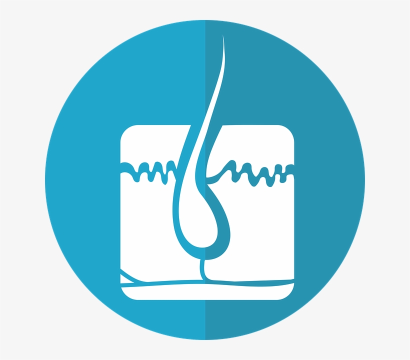 Hair Follicle Png, transparent png download