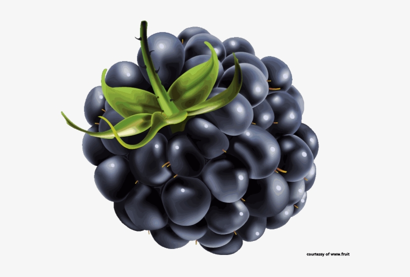 Blackberries Cliparts - Blueberry Vector, transparent png download