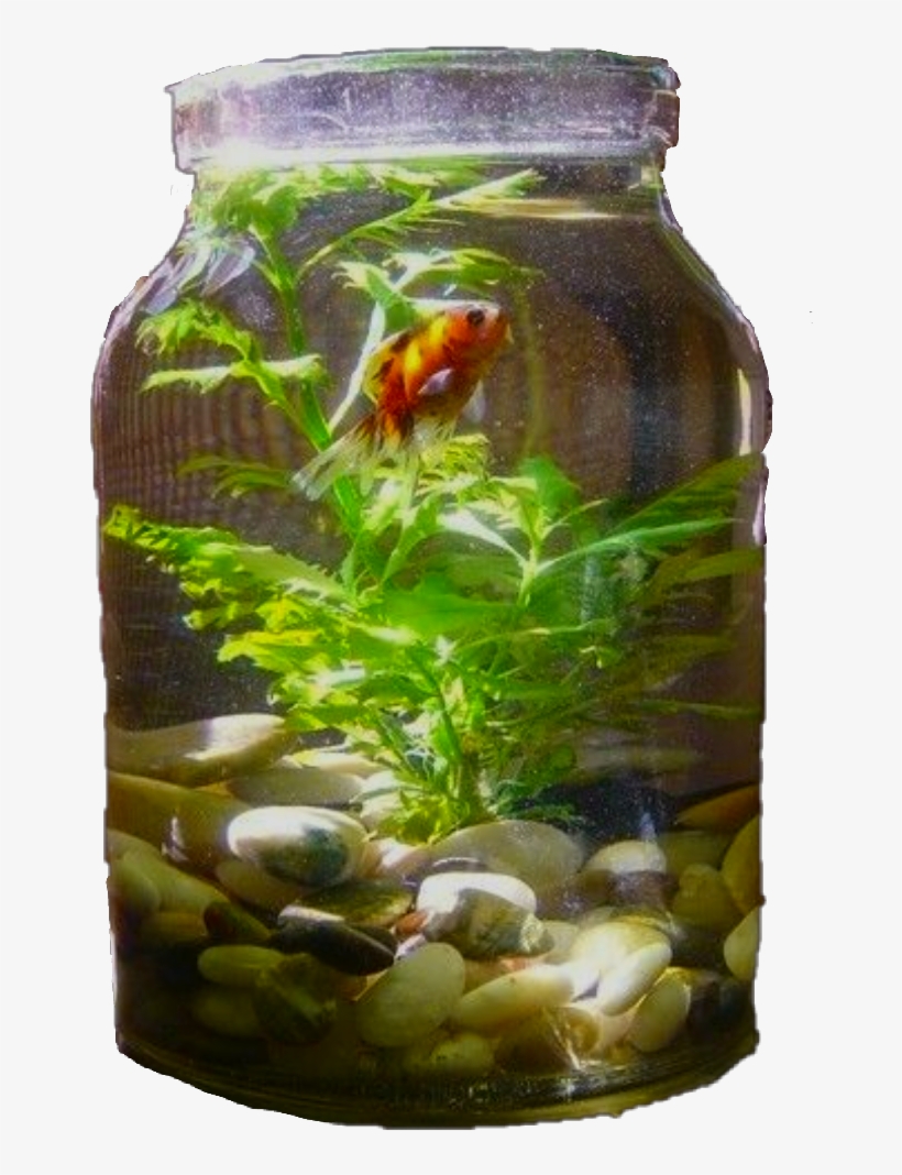 Fish Sticker - Indoor Water Garden In A Jar, transparent png download