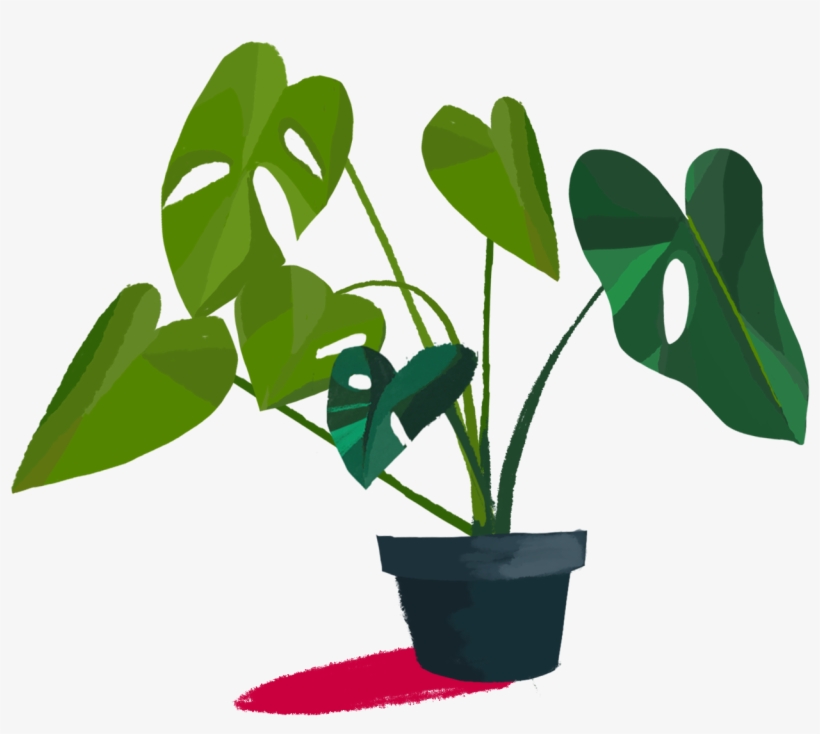 Created A Series Of Studies On The Monstera Deliciosa, - Houseplant, transparent png download