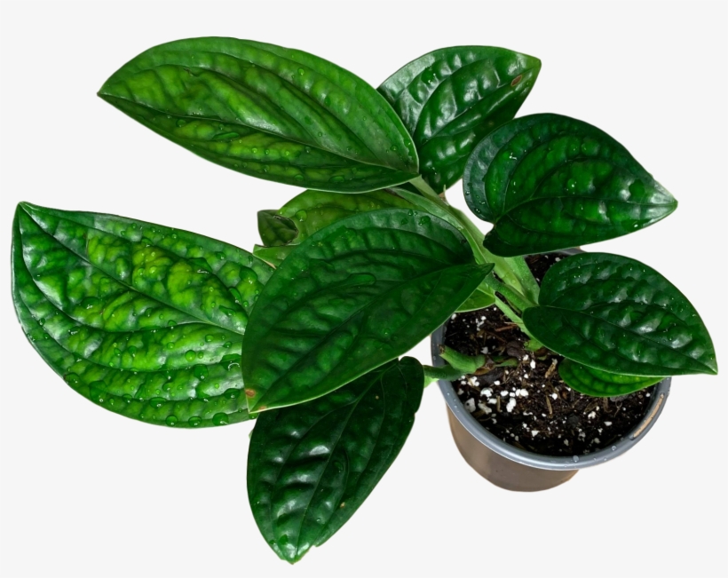 Monstera Karstenianum 6″ - Houseplant, transparent png download