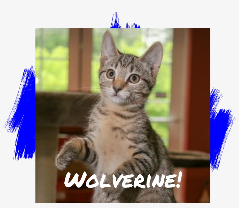 Friday's Friend Cat Adoption, Petconnect Rescue - Domestic Short-haired Cat, transparent png download