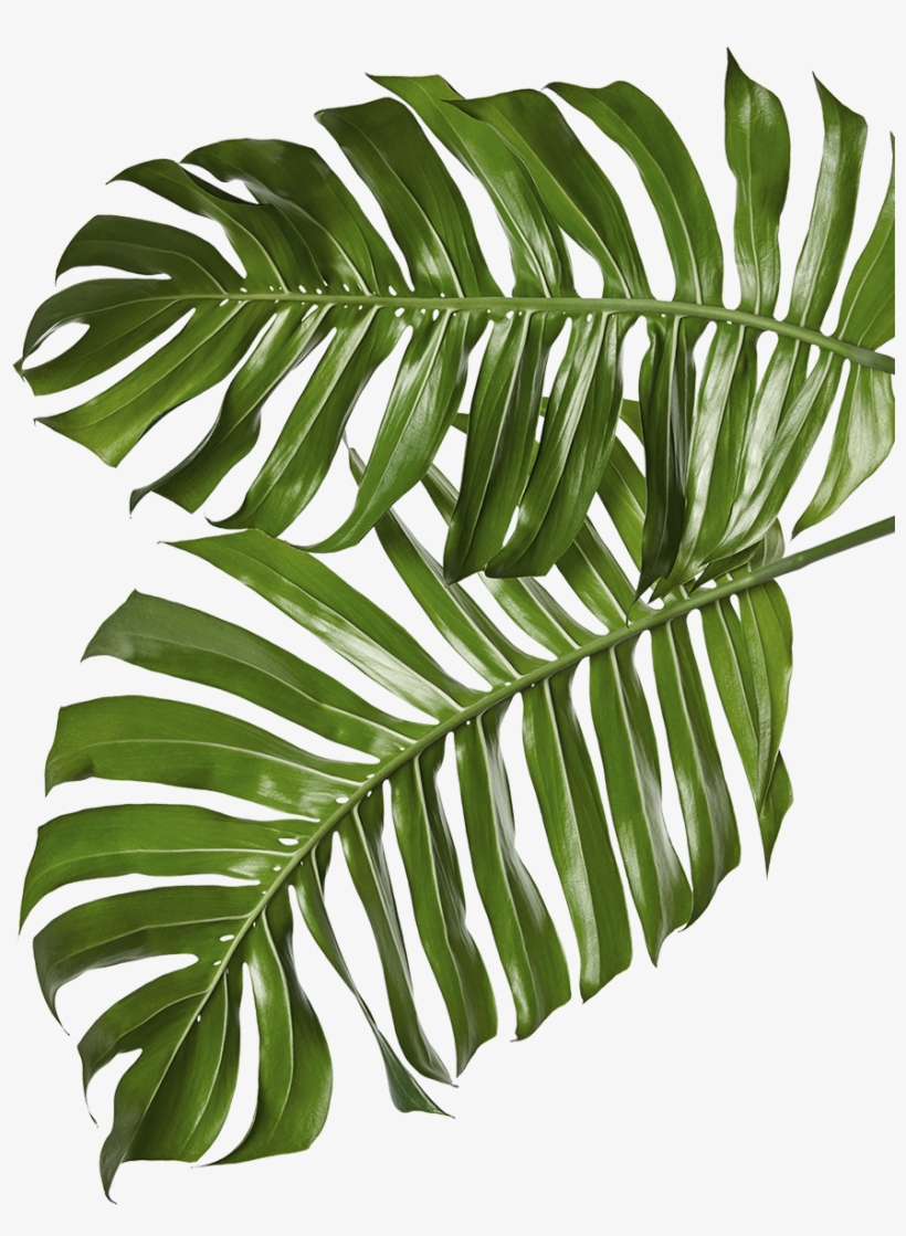 Lit Classes - Palm Tree, transparent png download