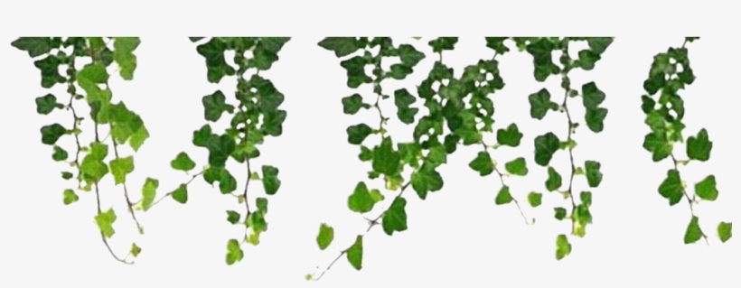 Report Abuse - Jungle Vines Clipart, transparent png download