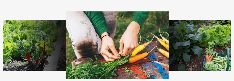 Vegetables Are So Easy To Grow Especially In Sunny - Shallot, transparent png download