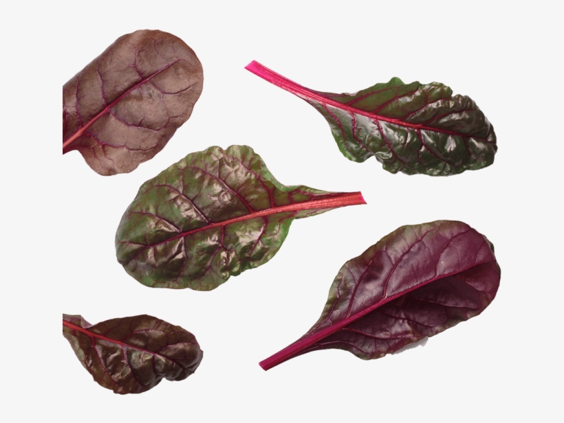 Beet Leaf Bulls Blood Blood Red - Chard, transparent png download