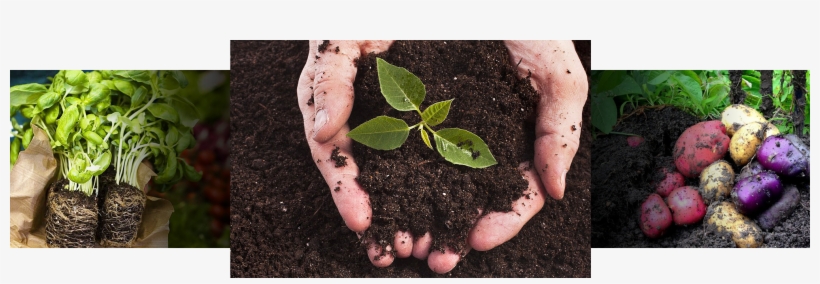 Looking For Simple And Easy Organic Vegetable Gardening - Fertilizer Technology, transparent png download