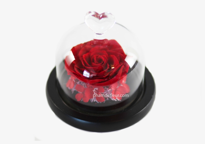 Bebe Glass Dome, transparent png download