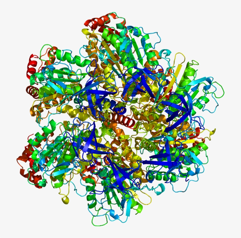 Protein Atp5c1 Pdb 1bmf - Atp Synthase Gamma Subunit, transparent png download