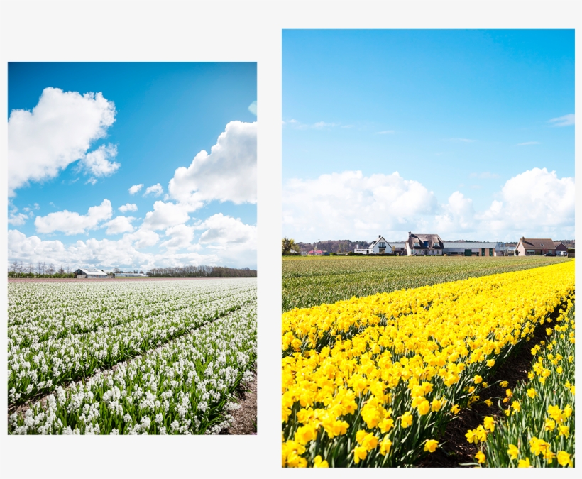 Flower Fields Weekend Travel Guide To Rotterdam And - Tulip, transparent png download