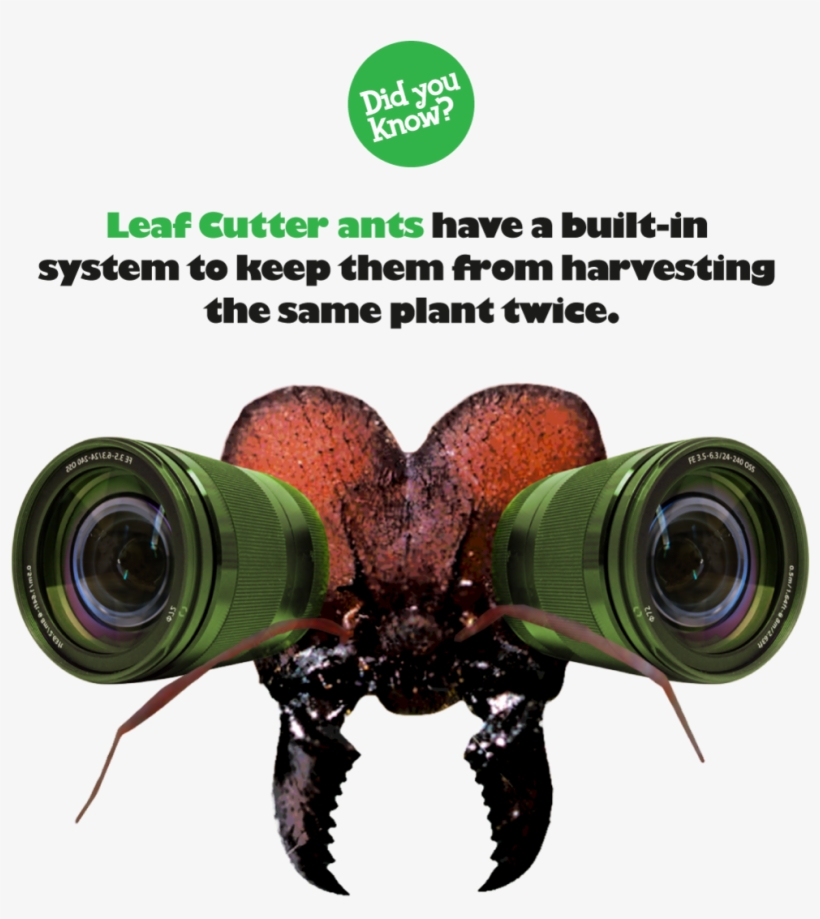 Artboard 4 - Camera Lens, transparent png download