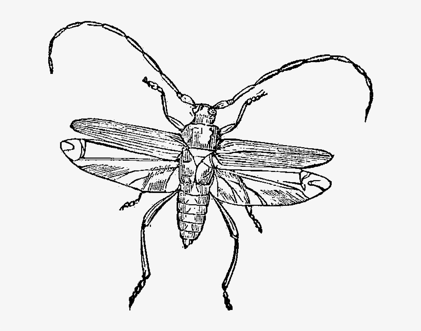 Digital Stamp Design Free Stamps Vintage Bug - Vintage Insect Png, transparent png download